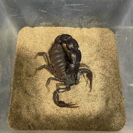 Androctonus gonneti（贡内特黑肥尾蝎）