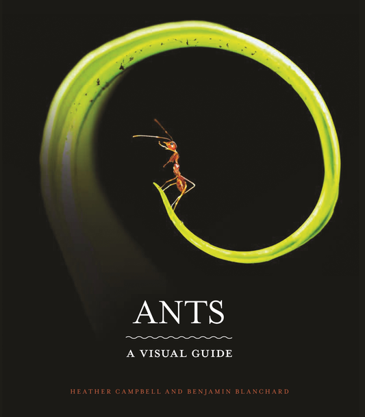 Ant related e-books
