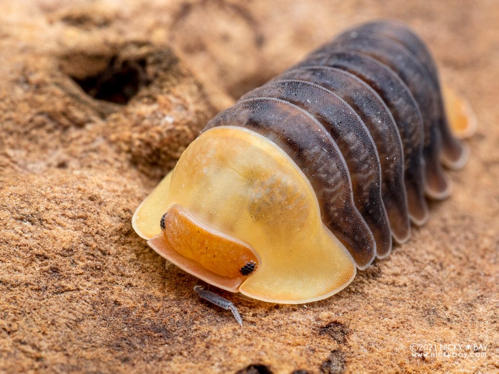 Porcellio