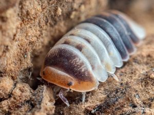 Porcellio