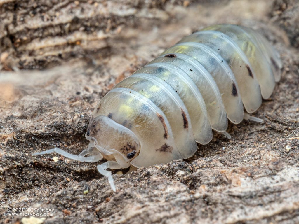 Porcellio