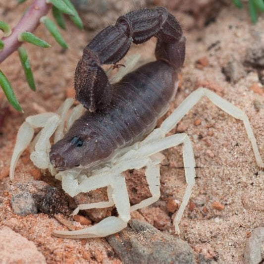 Parabuthus schlechteri（墨玉粗尾蝎）
