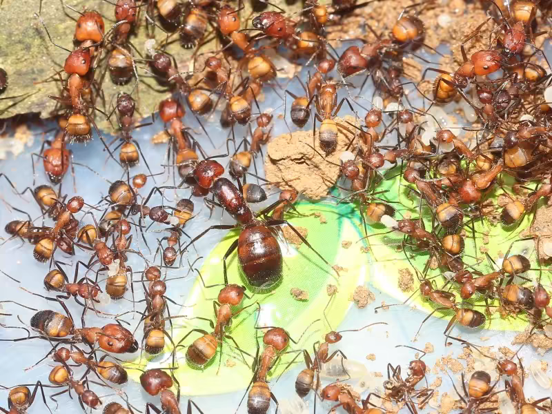 Camponotus nicobarensis（尼科巴弓背蚁）