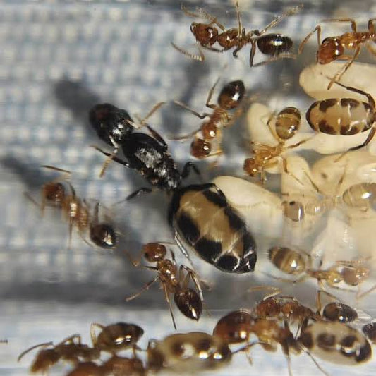 Camponotus bellus（美丽弓背蚁）