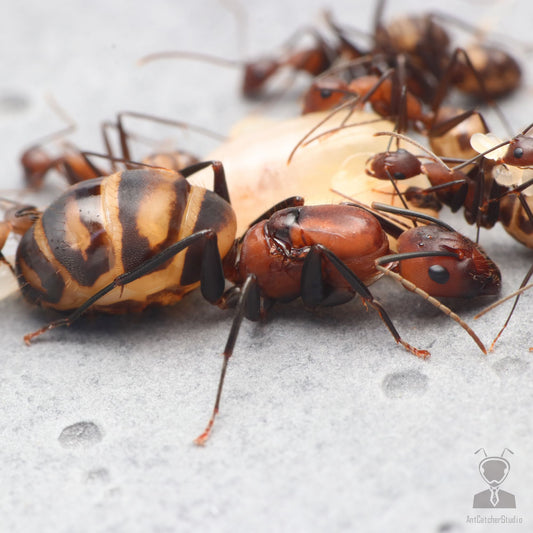Camponotus habereri (哈氏弓背蚁, 台湾地区：臭巨山蚁)