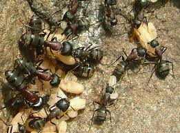 Camponotus herculeanus（广布弓背蚁）