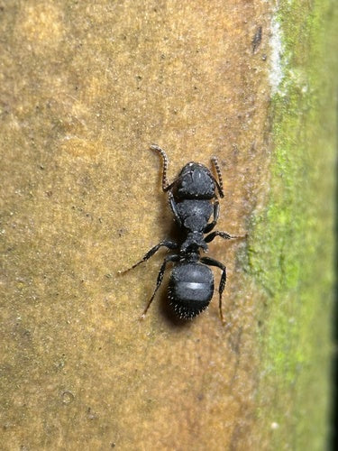 Camponotus lasiselene (毛钳弓背蚁)