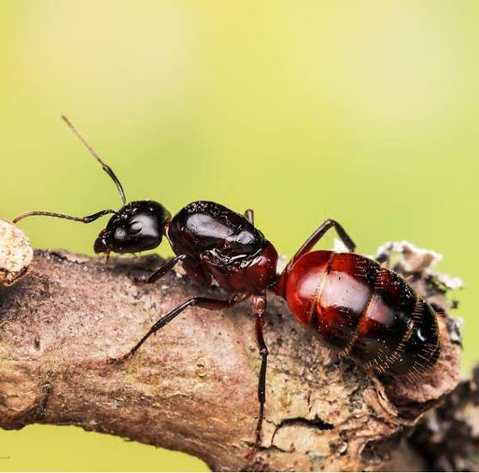 Camponotus ligniperda (毁木弓背蚁)