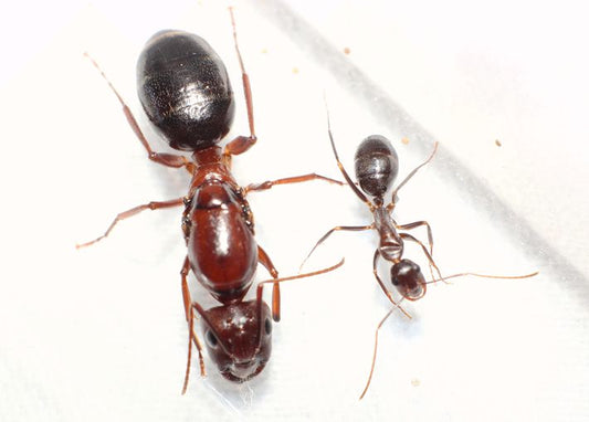 Camponotus turkestanicus (突厥弓背蚁)