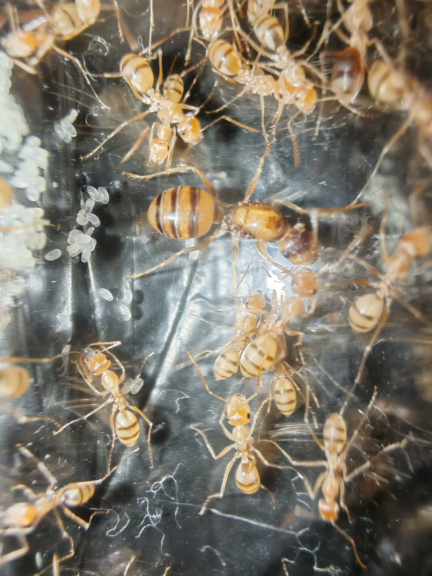 Cataglyphis pallida（透明箭）