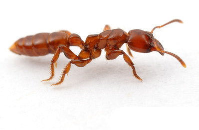Centromyrmex alfaroi（阿尔法粗角猛蚁）