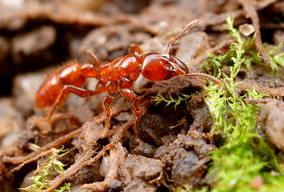 Centromyrmex alfaroi（阿尔法粗角猛蚁）