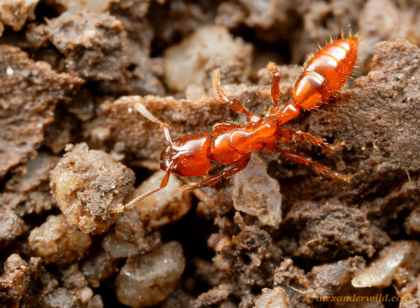Centromyrmex alfaroi（阿尔法粗角猛蚁）