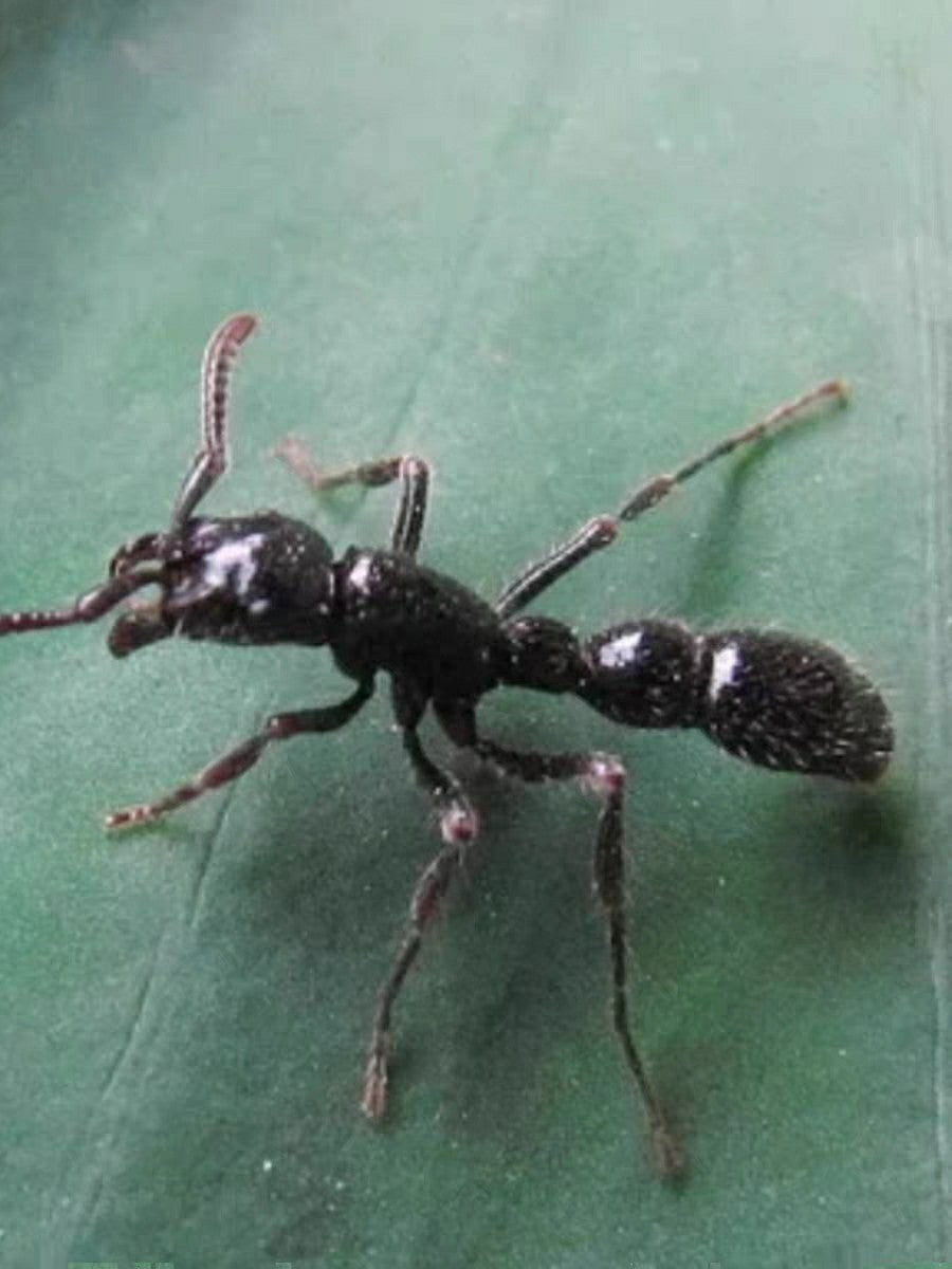 Cerapachys sulcinodis (槽结粗角蚁)