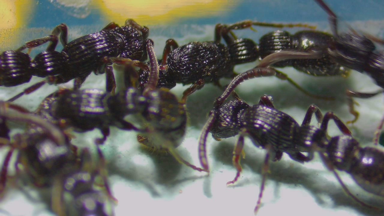 Chrysapace costatus (棱纹克雷蚁)