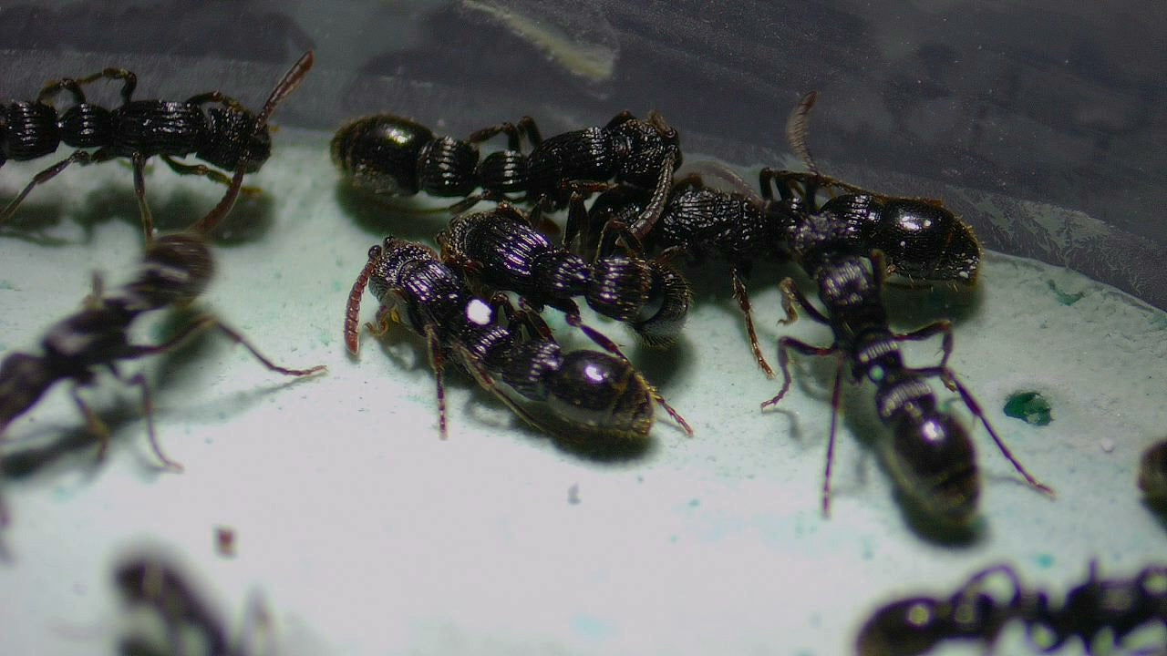 Chrysapace costatus (棱纹克雷蚁)