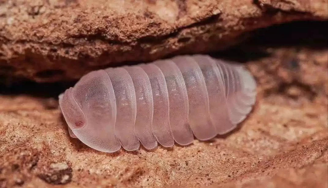 Porcellio