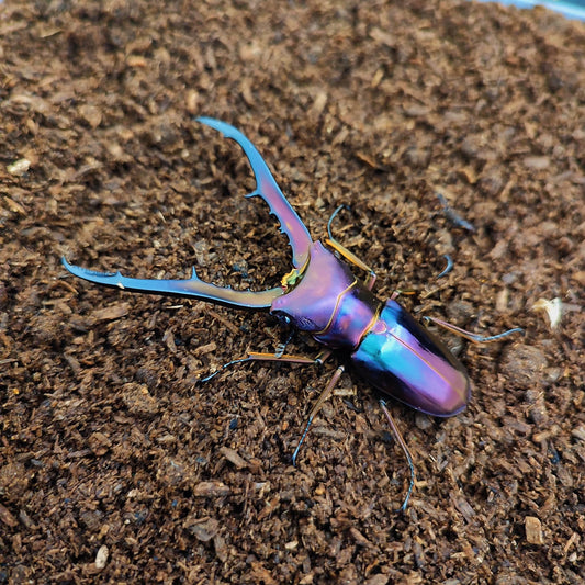 Cyclommatus metallifer finae（美他力弗细身赤锹甲）