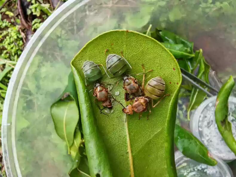 Oecophylla smaragdina（黄猄蚁）