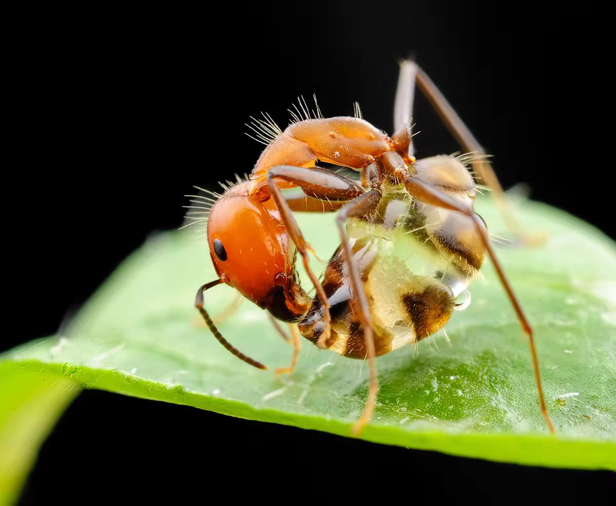 Camponotus nicobarensis（尼科巴弓背蚁）