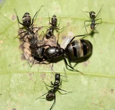 Camponotus pseudolendus (拟哀弓背蚁)