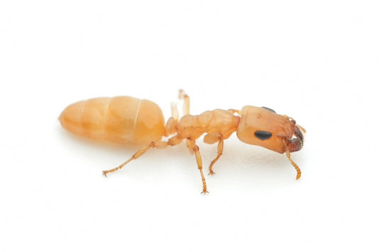 Gesomyrmex howardi (豪氏短角蚁)