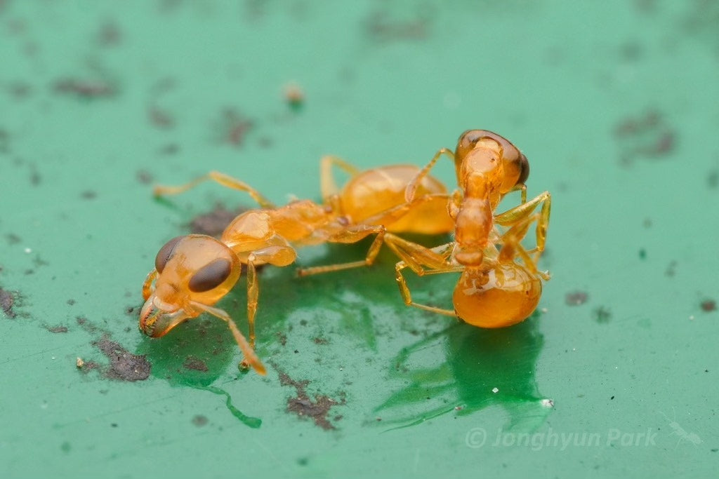 Gesomyrmex howardi (豪氏短角蚁)