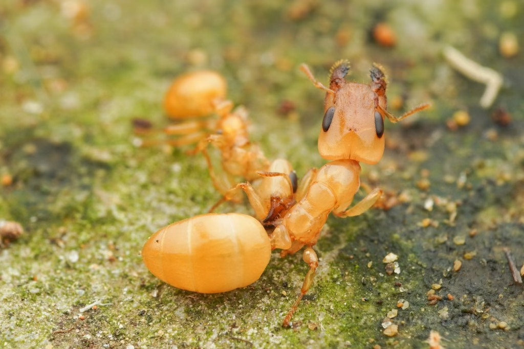 Gesomyrmex howardi (豪氏短角蚁)