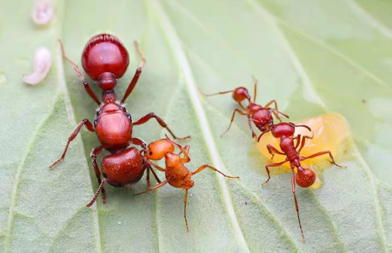 Pogonomyrmex barbatus(巴巴特斯石竹蚁)