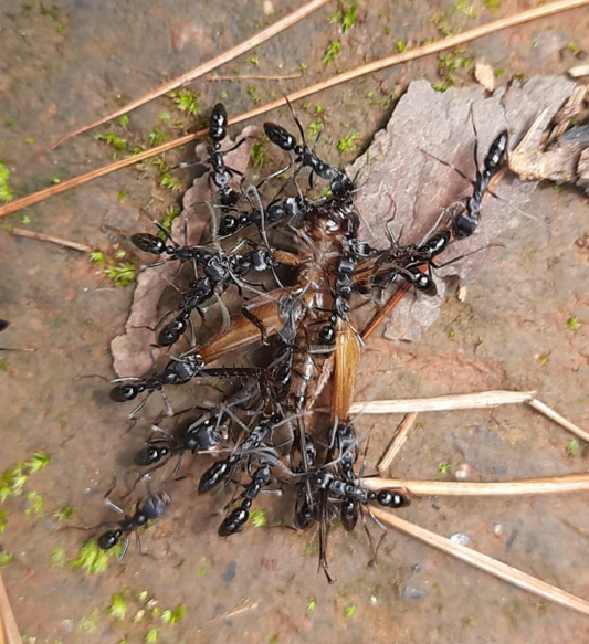 Leptogenys kitteli (基氏细颚猛蚁, 台湾地区：吉梯细颚蚁)