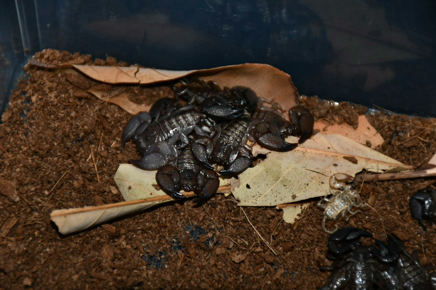 Liocheles australasine（八重山蝎）