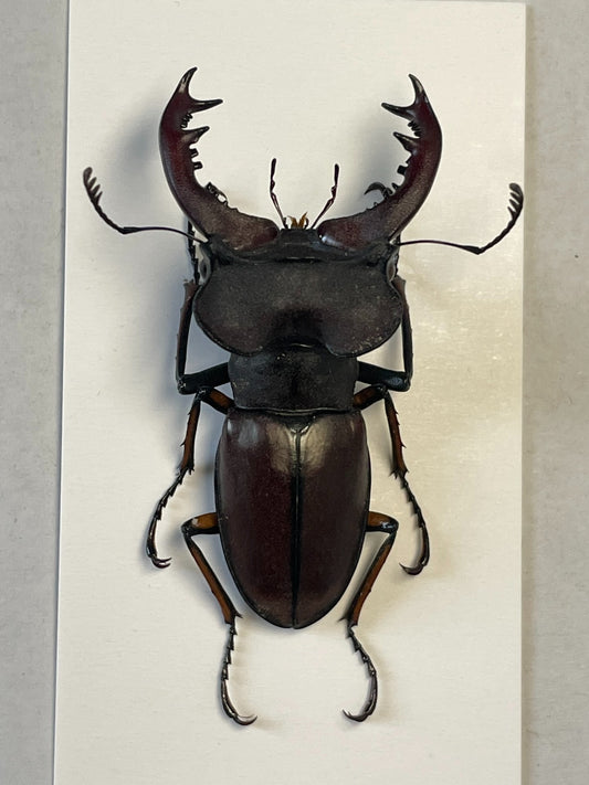Lucanus wuyishanensis（武夷深山锹甲）