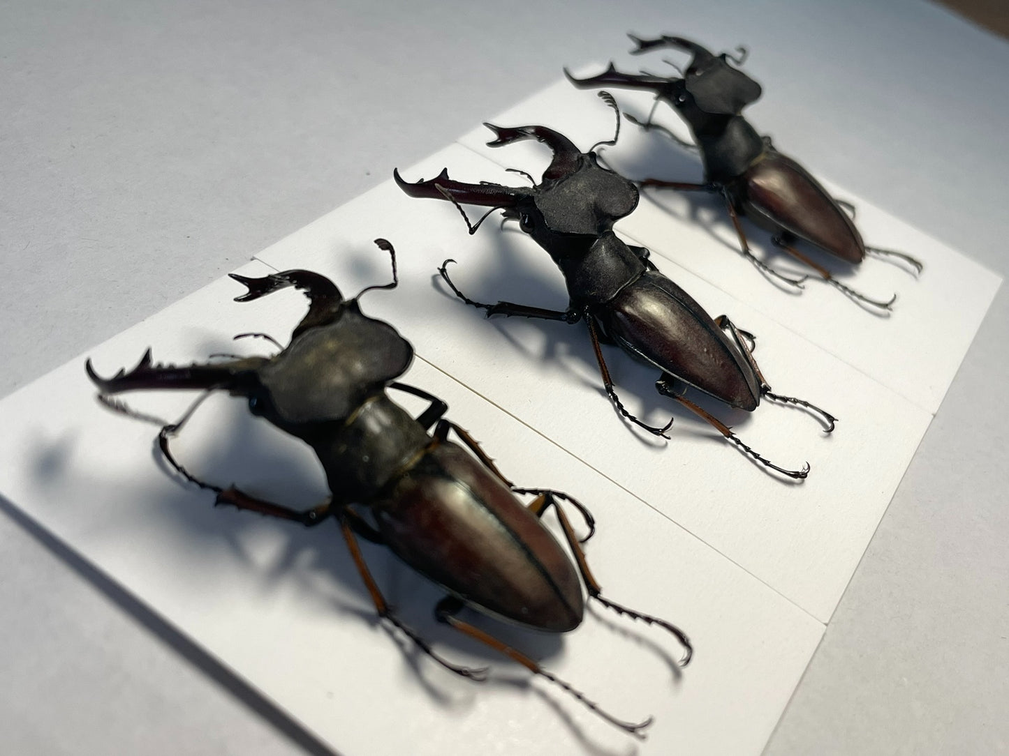 Lucanus wuyishanensis（武夷深山锹甲）