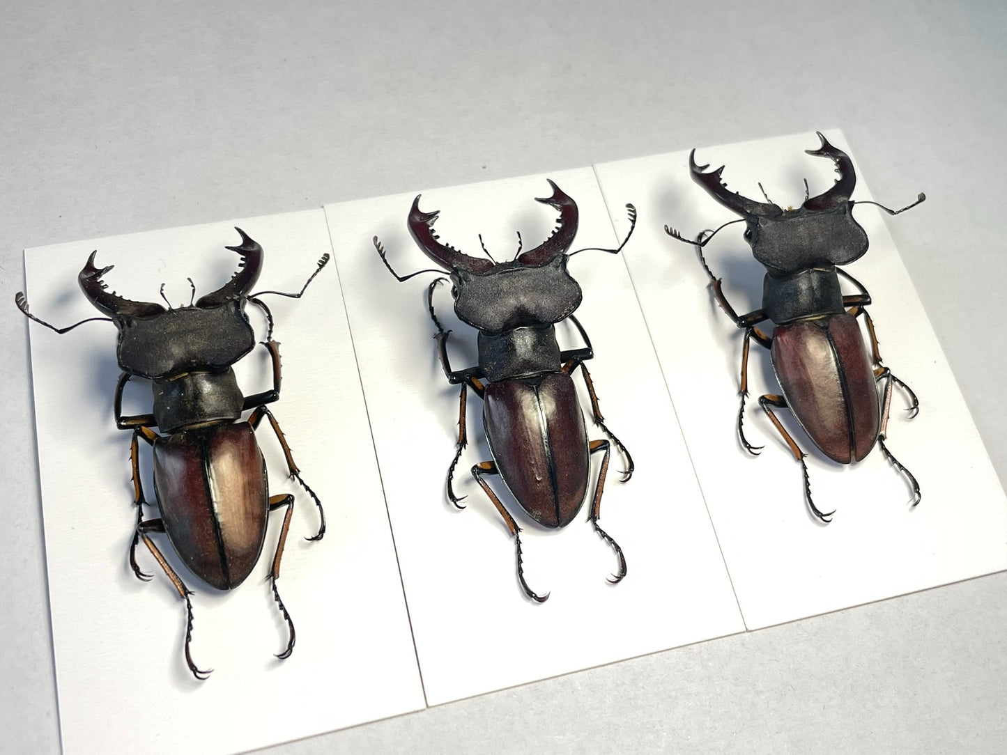 Lucanus wuyishanensis（武夷深山锹甲）