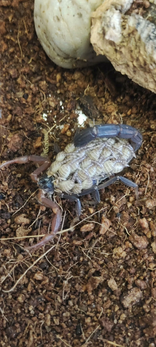 Lychas Tricarinatus（印度狼蝎）
