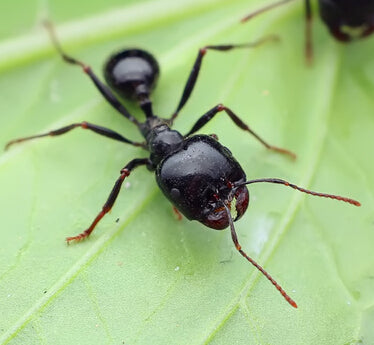 Messor capitatus (大头收获蚁)