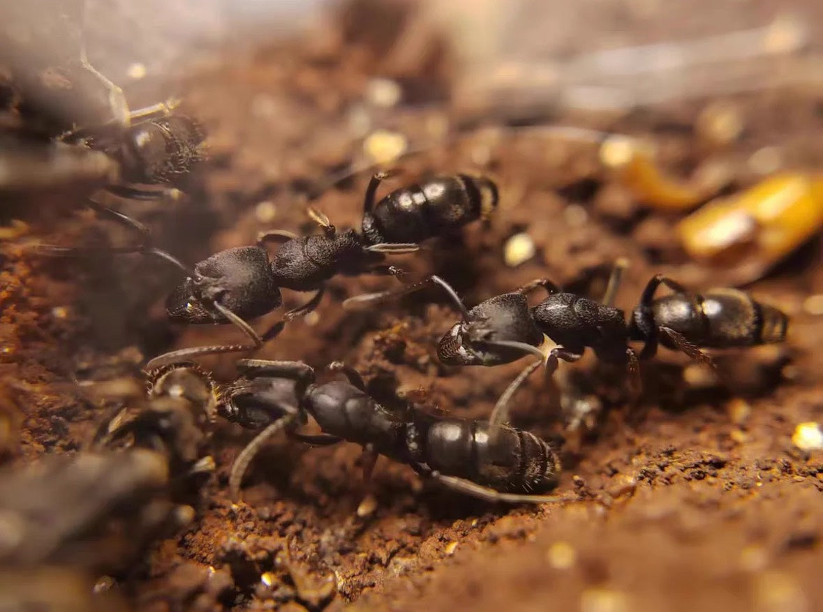 Ectomomyrmex astutus（敏捷扁头猛蚁）