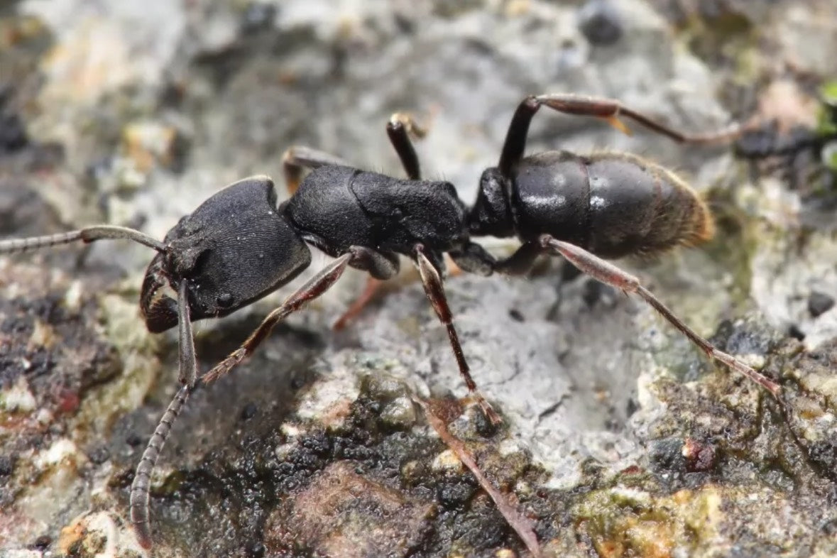 Ectomomyrmex astutus（敏捷扁头猛蚁）