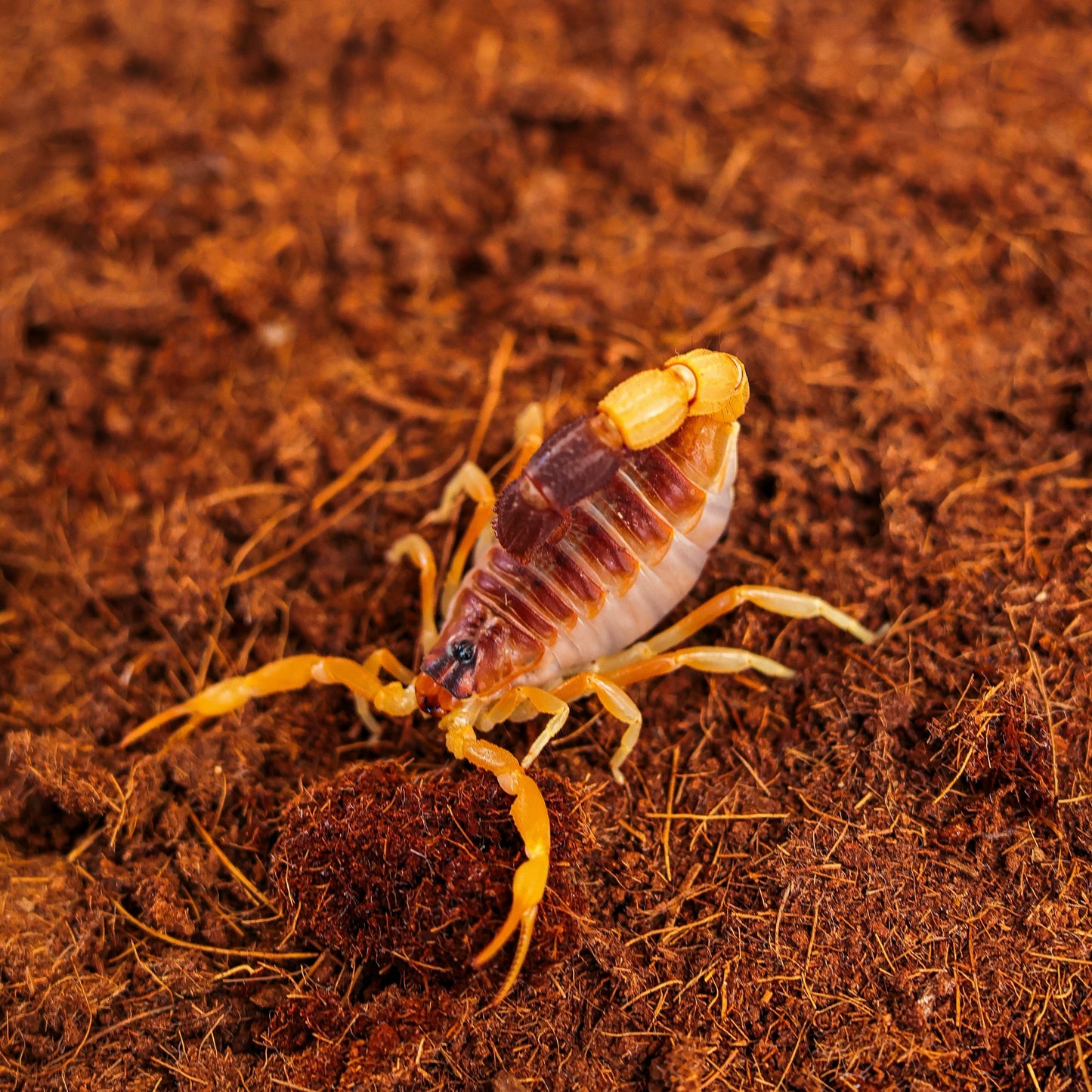 Parabuthus leiosoma（黑粗尾金蝎）