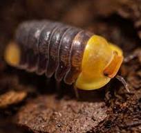Porcellio