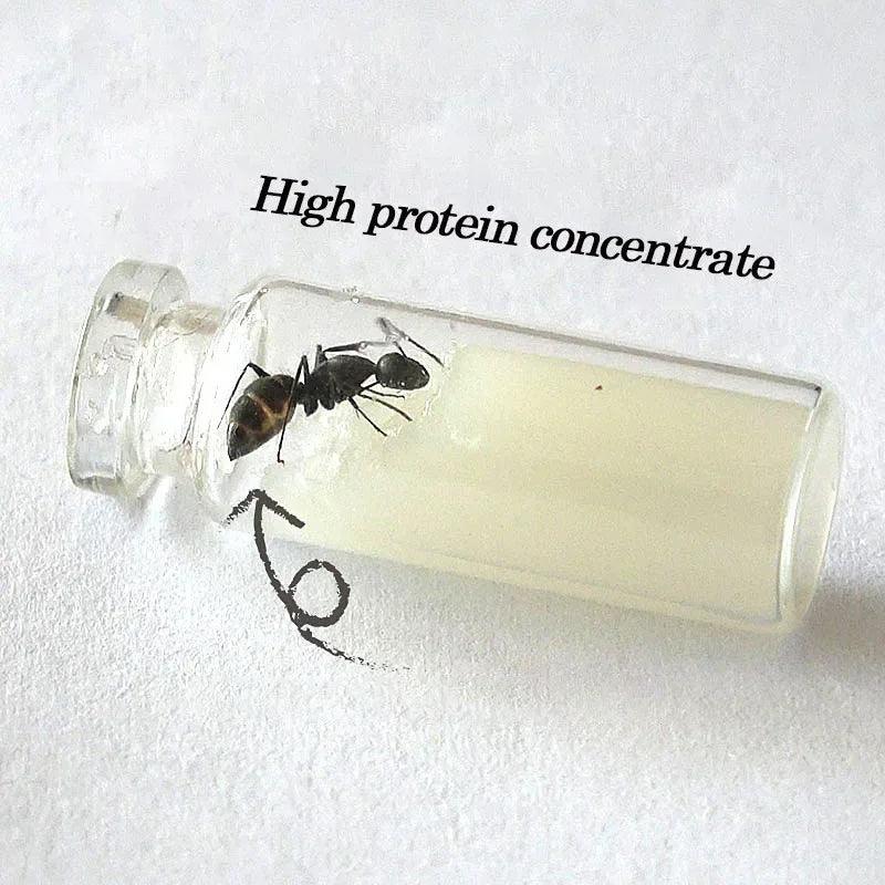 High-Protein Convenient Food for Ant Castles Non-Moldable Nutritious Ant Bait for Easy Care of Your Ant Farm - AntDen