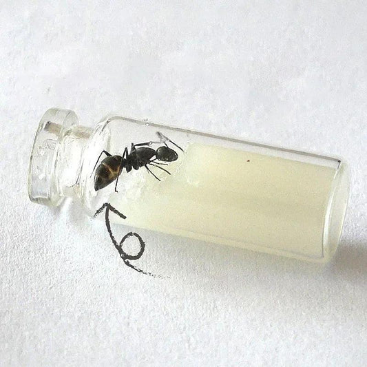 High-Protein Convenient Food for Ant Castles Non-Moldable Nutritious Ant Bait for Easy Care of Your Ant Farm - AntDen