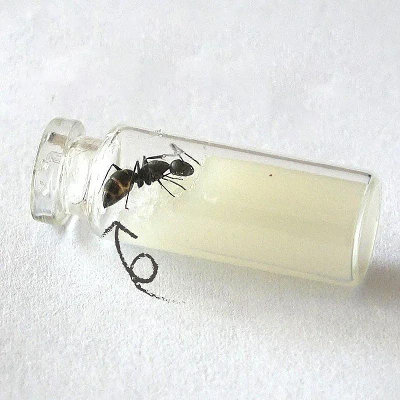 High-Protein Convenient Food for Ant Castles Non-Moldable Nutritious Ant Bait for Easy Care of Your Ant Farm - AntDen