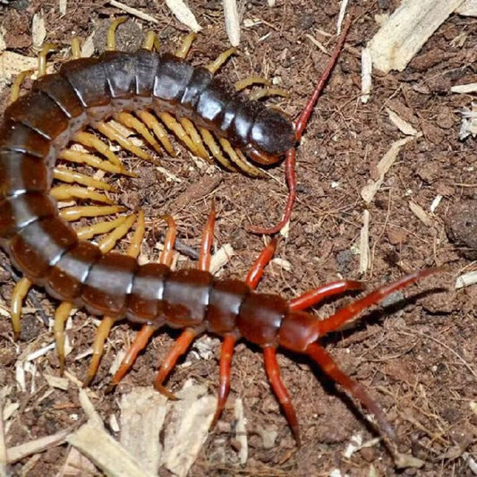 Scolopendra dehaani 'vietnam' yellow legs（越南巨人蜈蚣黄脚型）