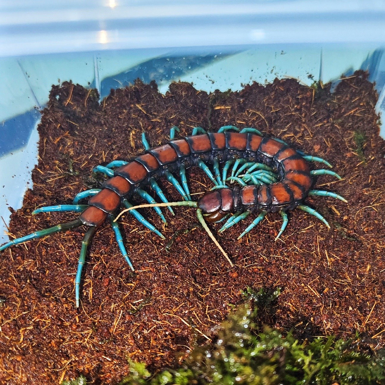Scolopendra subspinipes 'green leg'（薄荷蓝脚）