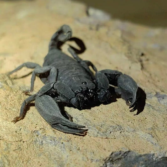Scorpiops validus（云南扁石蝎）
