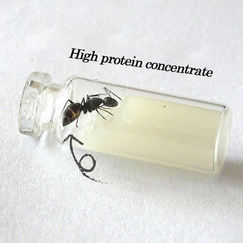 High-Protein Convenient Food for Ant Castles Non-Moldable Nutritious Ant Bait for Easy Care of Your Ant Farm - AntDen