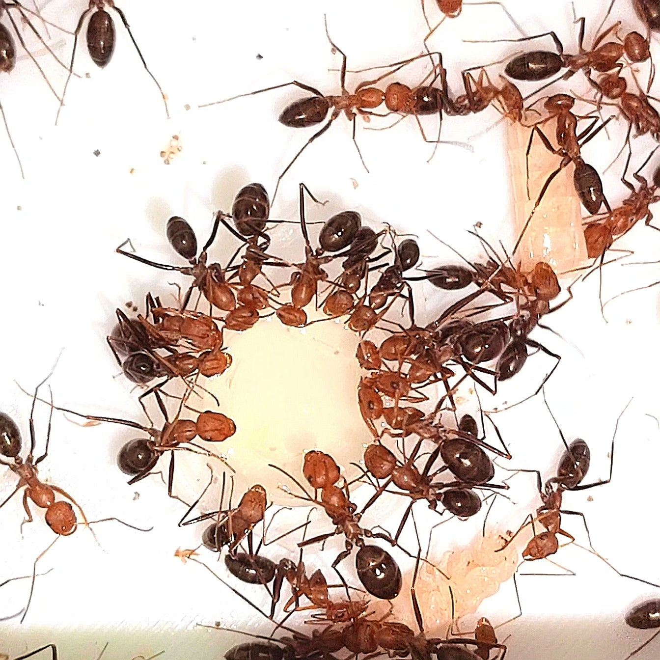 Cataglyphis velox （红头箭蚁）