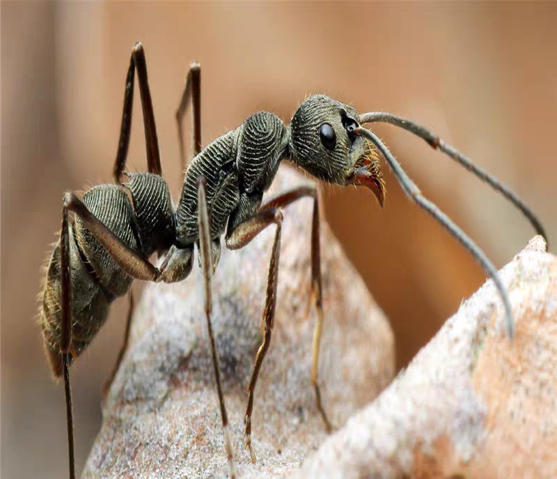 Diacamma rugosum（聚纹双刺猛蚁）