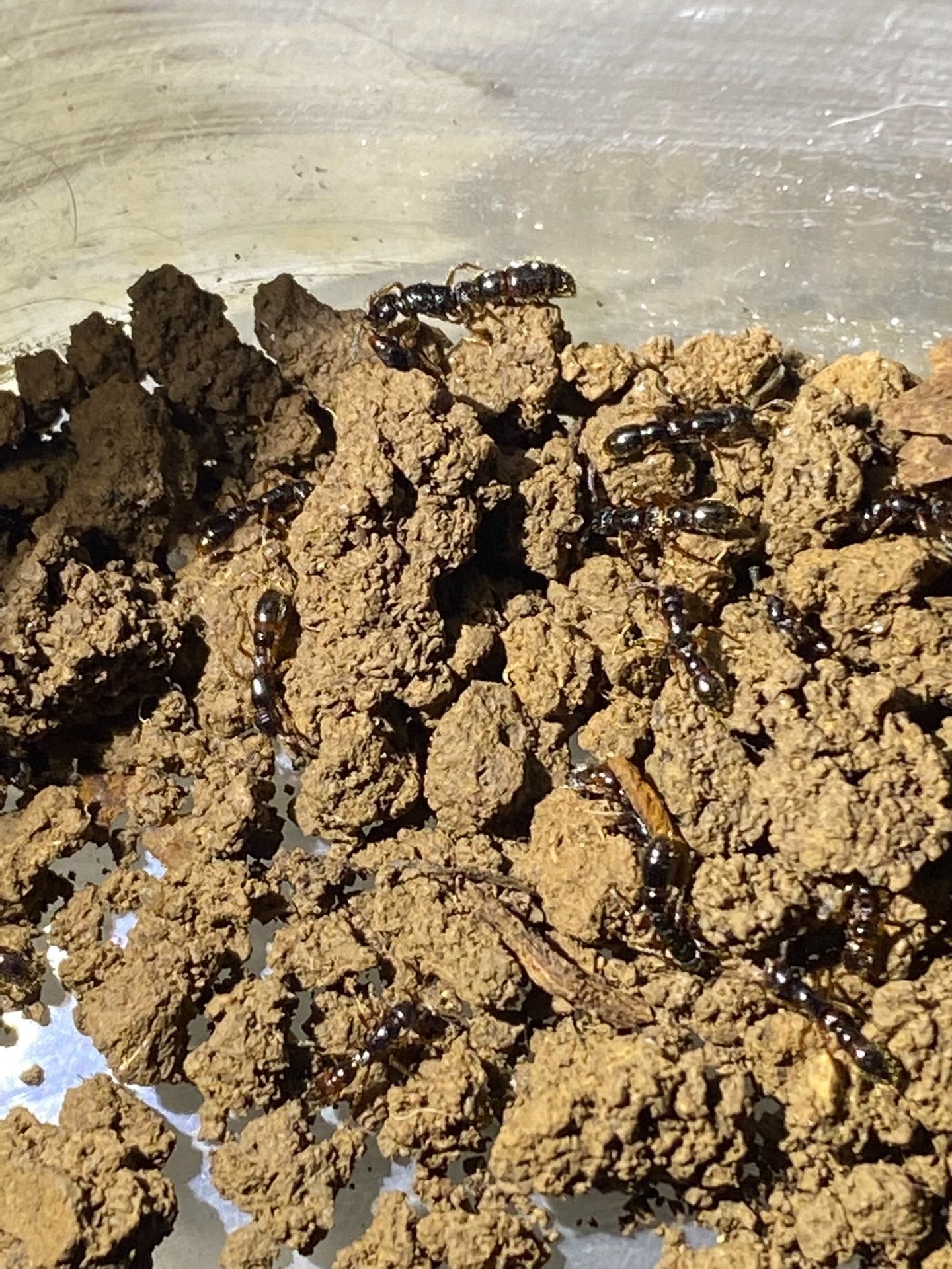 Cerapachys xizangensis (西藏粗角蚁)